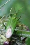 Calocoris alpestris