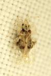 Corythucha arcuata