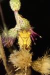 Carpocoris purpureipennis