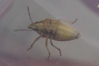 Aelia acuminata