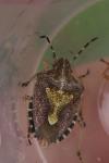 Dolycoris baccarum