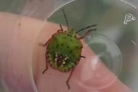 Nezara viridula
