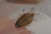 Aelia acuminata