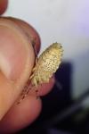 Rhaphigaster nebulosa