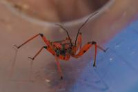 Rhynocoris iracundus / Rhynocoris cuspidatus / Rhynocoris rubricus