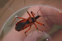 Rhynocoris iracundus / Rhynocoris cuspidatus / Rhynocoris rubricus