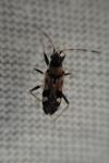 Beosus maritimus
