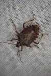 Halyomorpha halys