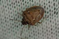 Eysarcoris ventralis