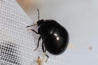 Coptosoma scutellatum