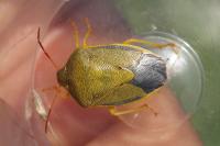 Piezodorus lituratus