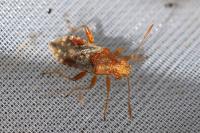 Rhopalus subrufus