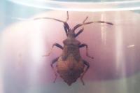 Coreus marginatus