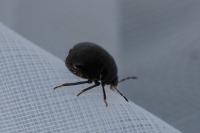 Coptosoma scutellatum
