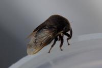 Gargara genistae