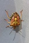 Carpocoris purpureipennis