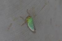 Cicadella viridis