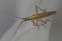 Stenodema laevigata
