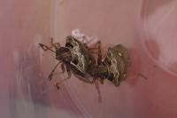 Eysarcoris aeneus