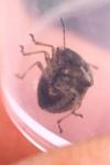 Eysarcoris aeneus