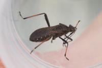Alydus calcaratus