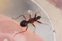 Himacerus