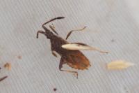 Coriomeris