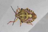 Carpocoris purpureipennis