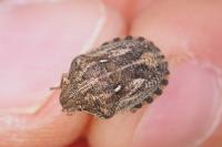 Eurygaster maura