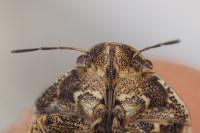 Eurygaster maura