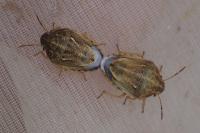 Neottiglossa leporina