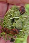 Graphosoma italicum