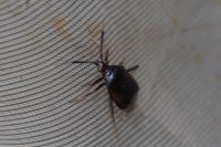 Deraeocoris ruber