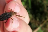 Nepa cinerea