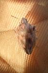 Odontotarsus robustus
