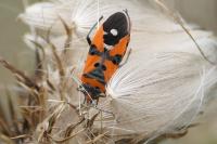 Lygaeus equestris