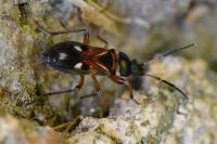 Raglius alboacuminatus