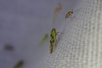 Balclutha punctata