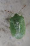 Nezara viridula