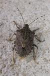 Halyomorpha halys