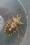 Rhaphigaster nebulosa