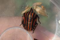 Graphosoma italicum