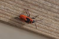 Pyrrhocoris apterus