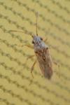 Nysius