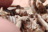 Lyristes plebejus