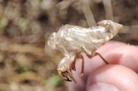 Cicada orni