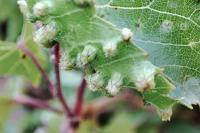 Daktulosphaira vitifoliae