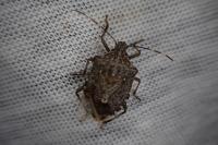 Halyomorpha halys