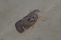 Metcalfa pruinosa
