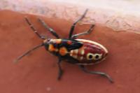 Spilostethus pandurus